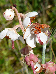 Flowers and developing fruit