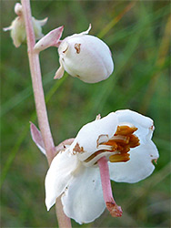 Stamens and pistil