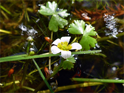 Common water-crowfoot