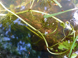 Submerged leaves