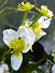 Common water-crowfoot