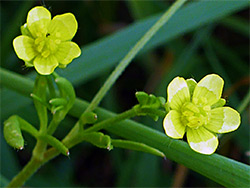 Two flowers