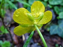 Base of a flower