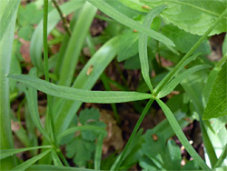 Narrow leaf lobes