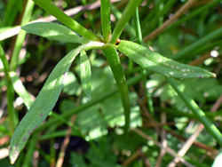 Stem and leaf