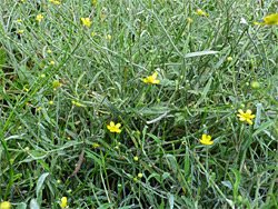 Leaves and flowers