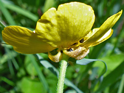 Base of a flower