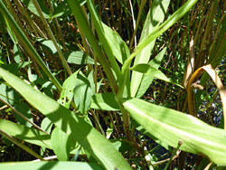 Broad leaves