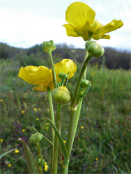 Buds and flowers