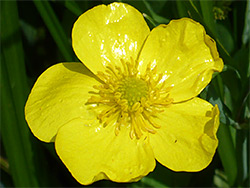 Shiny yellow petals