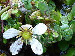 Ranunculus omiophyllus