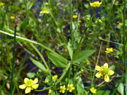 Three flowers