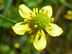 Five-petalled flower