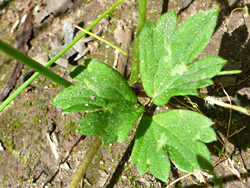 Trifoliate leaf
