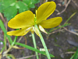 Base of a flower