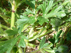 Basal leaves