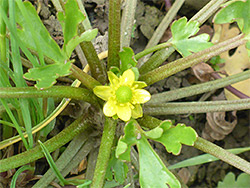 Flower and leaf stalks