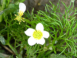 Ranunculus trichophyllus