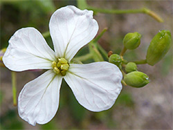 Veined petals