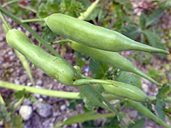 Green seed pods