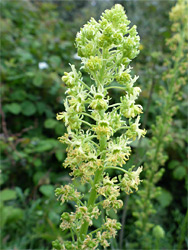 Reseda lutea