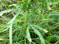 Narrow leaf lobes