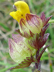 Flower and reddish calyces