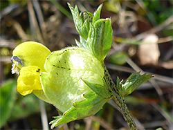 Flower and bracts