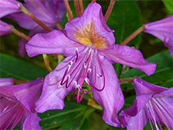 Rhododendron ponticum