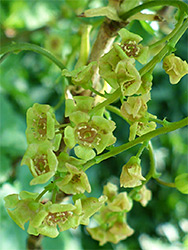 Inflorescence