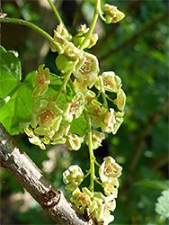 Pendent flower cluster