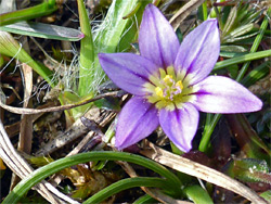 Flower and leaves