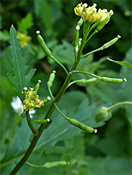 Fruit and flowers