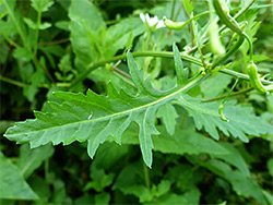 Lobed leaf