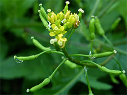 Green fruit