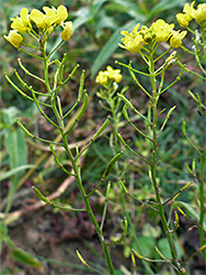 Flowering stems