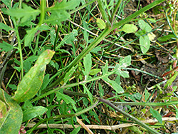 Lower stem leaves