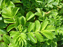 Compound leaves