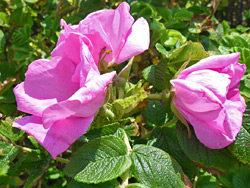 Three pink flowers