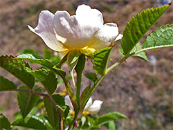 Leaves and flowers