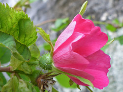 Rosa tomentosa