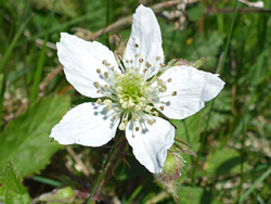 Rubus caesius