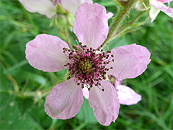 Rubus fruticosus