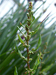 Top of a stem