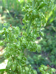 Rumex crispus