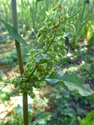 Flowers and leaves