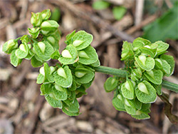 Clustered fruits