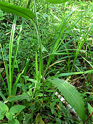 Stem and leaves