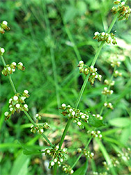 Greenish inflorescence