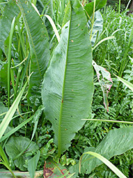 Large leaf